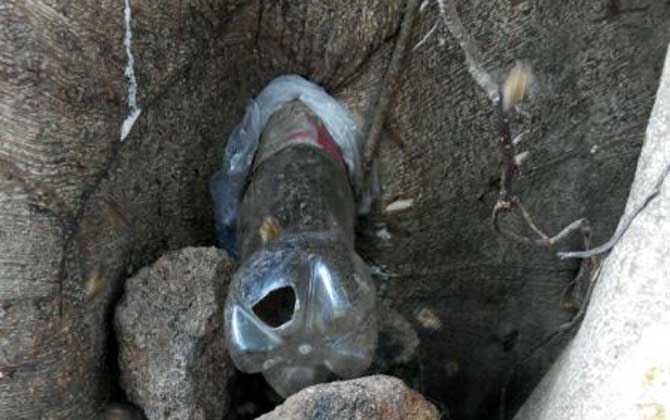 農(nóng)村誘蜂秘方及注意事項 誘蜂