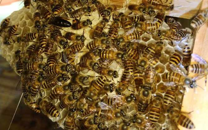 蜜蜂雞蛋群還能養活嗎? 雞蛋群