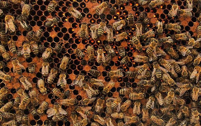 蜜蜂失王怎么判斷出來? 蜜蜂