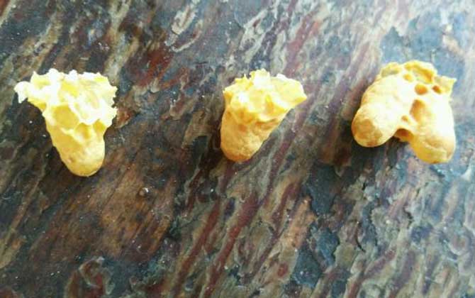 蜜蜂人工育王方法及注意事項 人工育王