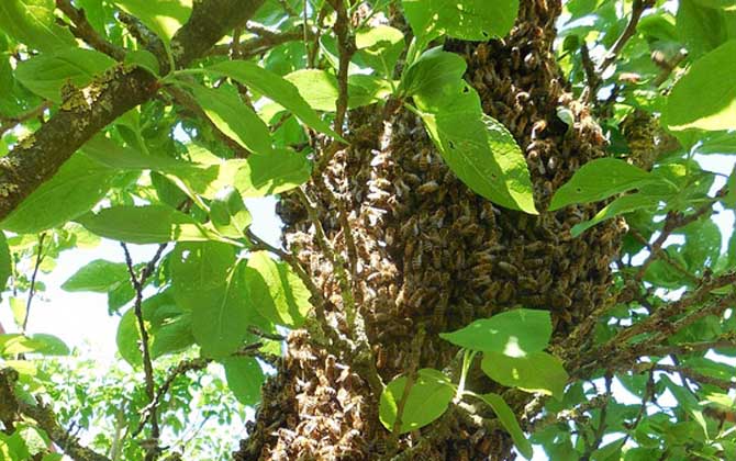 蜜蜂分家怎么收回來? 蜜蜂分家