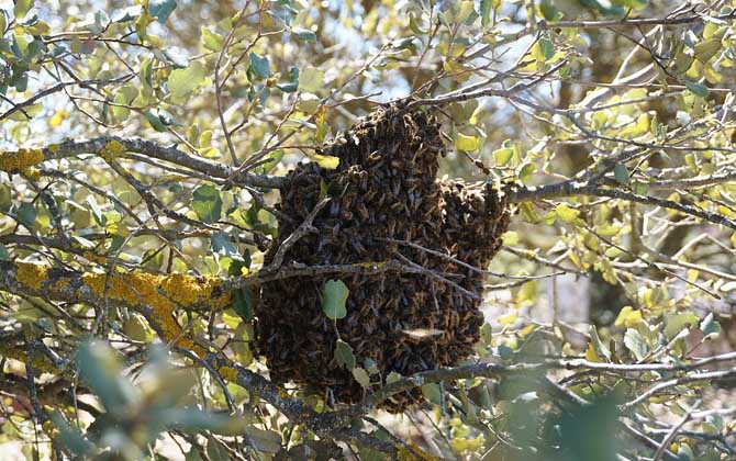 蜜蜂分家怎么收回來? 蜜蜂分家