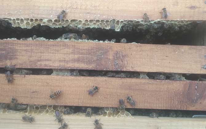 怎樣控制和消除分蜂熱? 分蜂熱