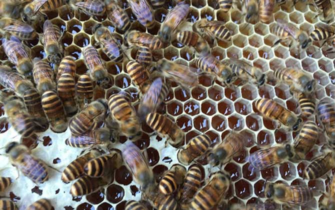 怎樣控制和消除分蜂熱? 分蜂熱