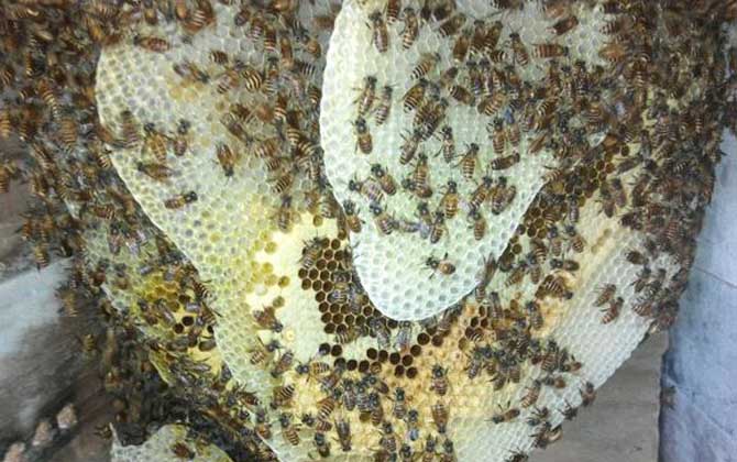 新收的蜜蜂要關(guān)幾天? 蜜蜂