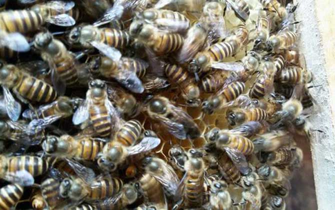 同箱分蜂技術及注意事項 同箱分蜂