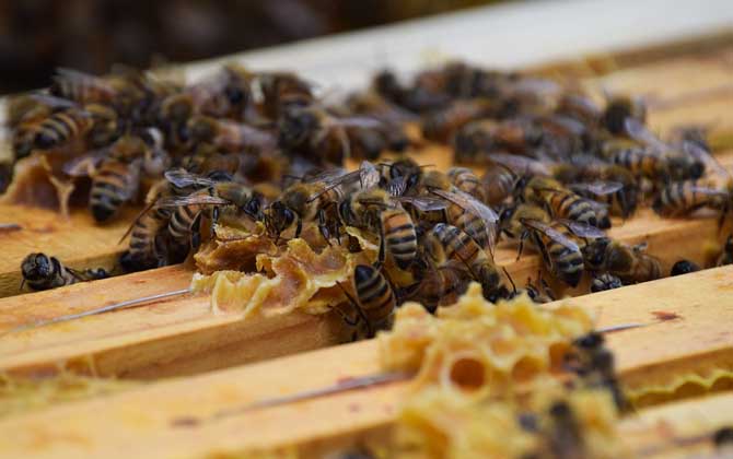 養蜜蜂的方法及注意事項 養蜜蜂