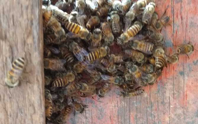 誘蜜蜂最好最快的方法 誘蜂