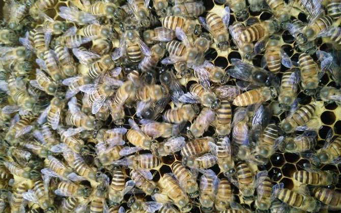 蜂群春衰的原因及預(yù)防措施 蜂群