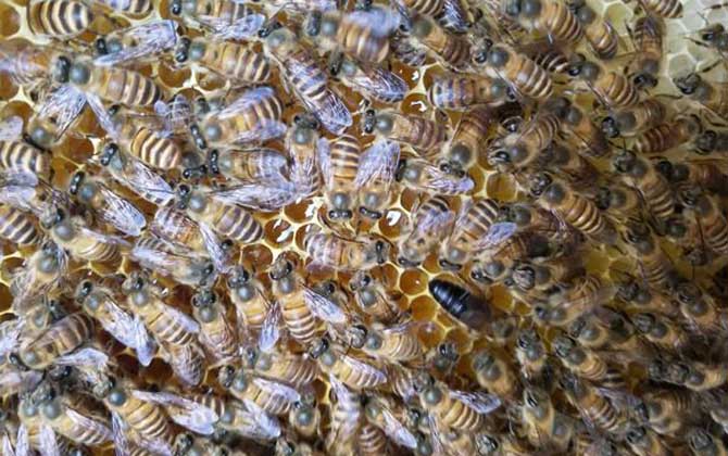 蜂群春衰的原因及預(yù)防措施 蜂群