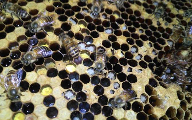 蜂群春衰的原因及預(yù)防措施 蜂群