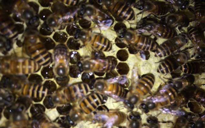 蜂群春衰的原因及預(yù)防措施 蜂群