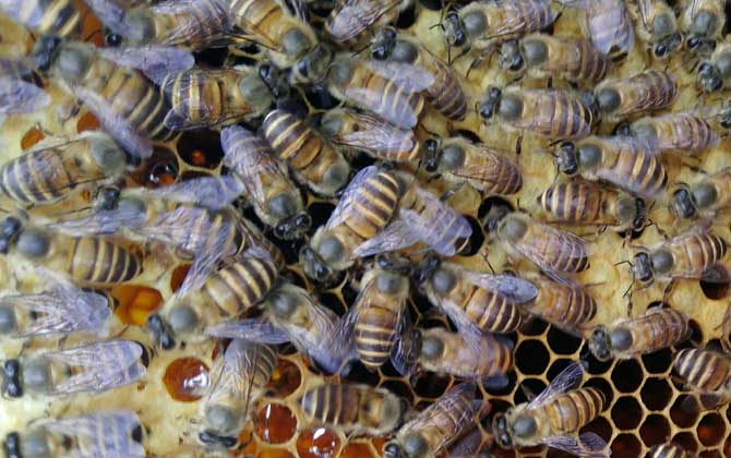 不到半脾蜂能發展起來嗎? 蜂群