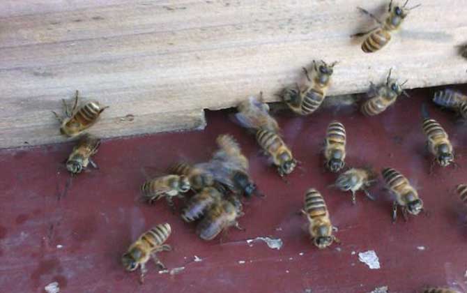 誘蜂箱來了幾十只蜂是怎么回事? 誘蜂