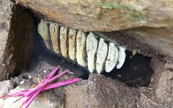 怎么誘蜂最容易來蜂? 誘蜂