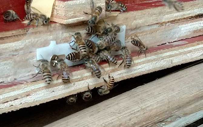 新收蜜蜂要喂幾天糖水? 蜜蜂