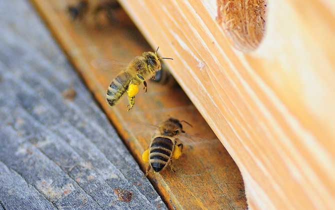 雙王群會不會導(dǎo)致分蜂? 雙王群