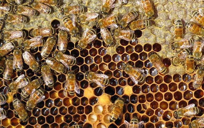 雙王群會不會導(dǎo)致分蜂? 雙王群