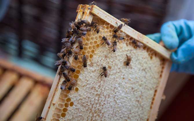 雙王群會不會導(dǎo)致分蜂? 雙王群