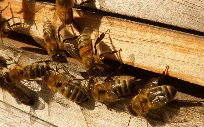蜜蜂秋繁時間農歷什么時候? 蜜蜂秋繁