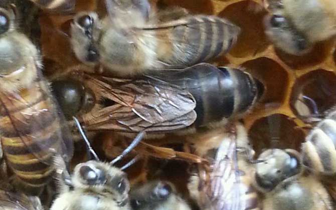 蜜蜂介王不成功的表現(xiàn)有哪些? 介王