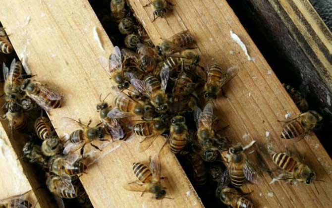 兩個蜂群都有王可以合并嗎? 合并蜂群