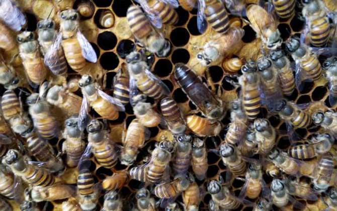 兩個蜂群都有王可以合并嗎? 合并蜂群