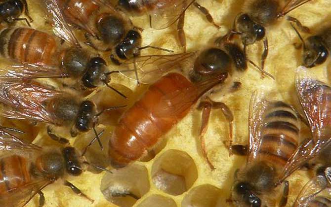 一脾開繁四十天不加脾怎么回事? 養(yǎng)蜂