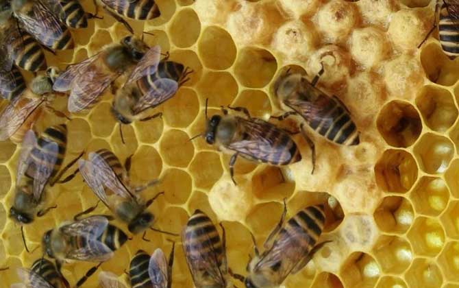 一脾開繁四十天不加脾怎么回事? 養(yǎng)蜂