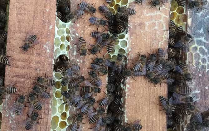 蜜蜂春繁幾天喂一次花粉? 春繁