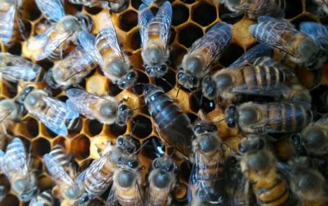 兩脾蜂一月能發(fā)展幾脾? 蜜蜂