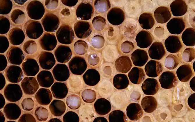 中蜂囊狀幼蟲(chóng)病