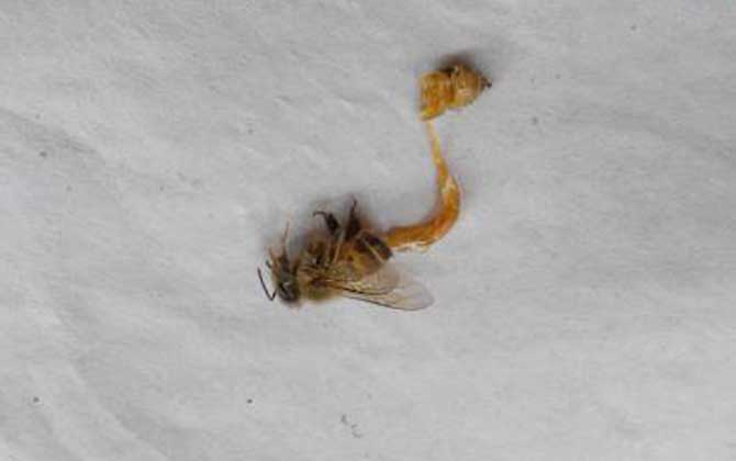 蜜蜂病蟲害預防與治療技術 孢子蟲病