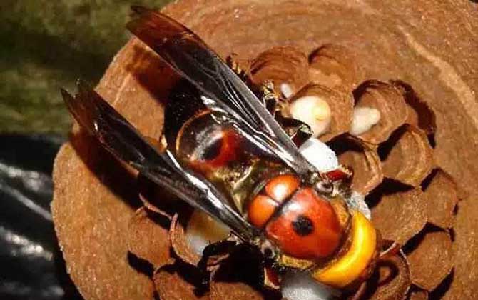 蜜蜂八種病蟲害圖片及防治 胡蜂