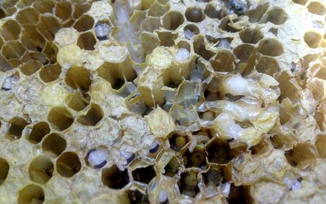蜜蜂八種病蟲害圖片及防治 巢蟲