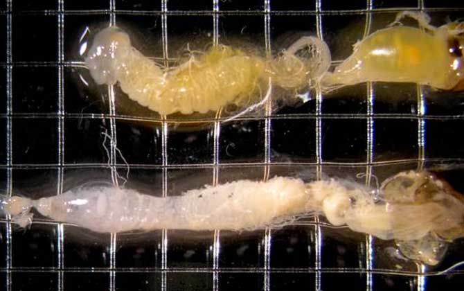 怎樣快速治療爬蜂病? 蜜蜂孢子蟲(chóng)病