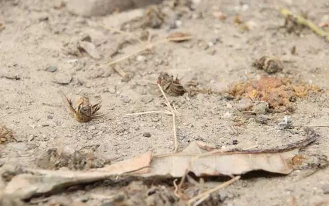 怎樣快速治療爬蜂病? 農(nóng)藥中毒