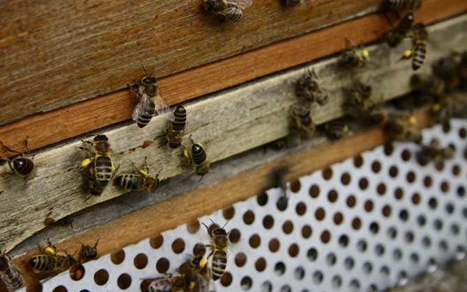 怎樣快速治療爬蜂病? 蜜蜂馬氏管變形蟲(chóng)病
