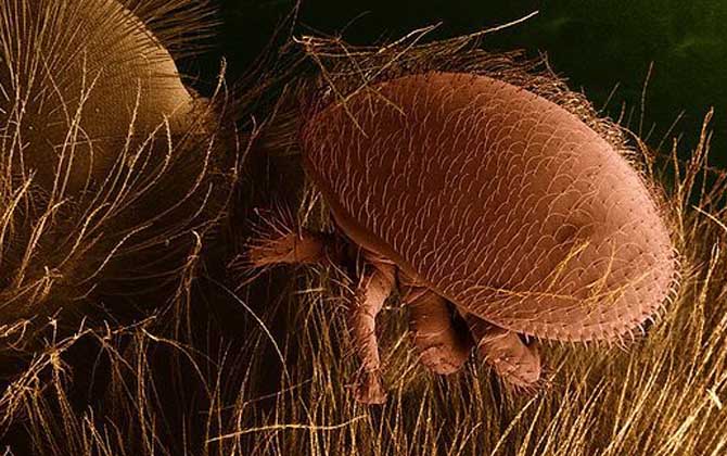 蜜蜂爬蜂病是什么原因? 蜂螨