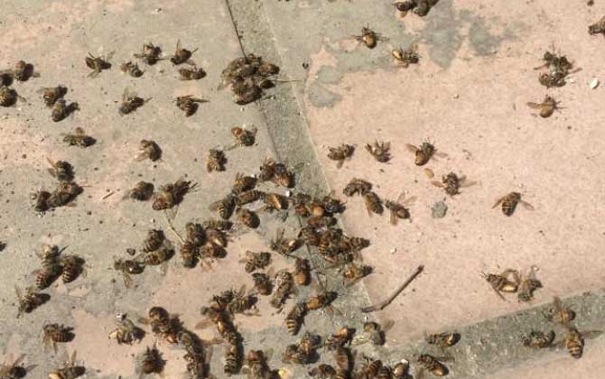 蜜蜂爬蜂病是什么原因? 農(nóng)藥中毒