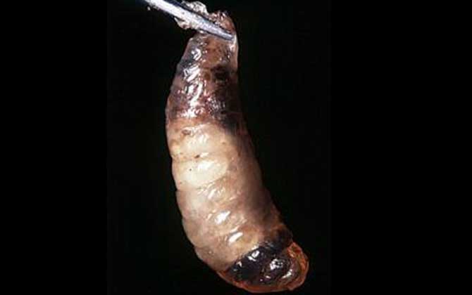 爛子病的特效藥有哪些? 中蜂囊狀幼蟲病