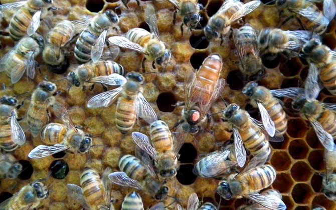 意蜂黑蜂病怎么治療? 黑蜂病