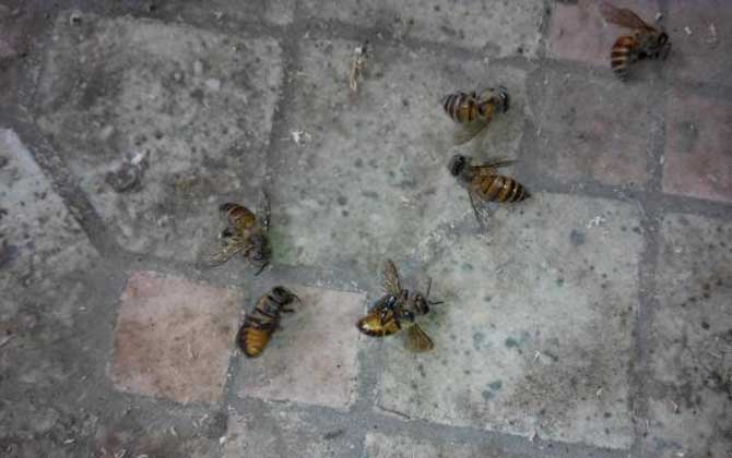 爬蜂病用鹽治靠譜嗎? 爬蜂病