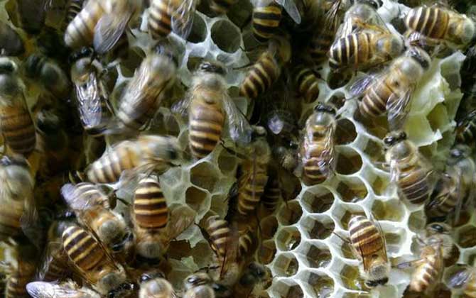 養蜂場地怎么選擇? 養蜂