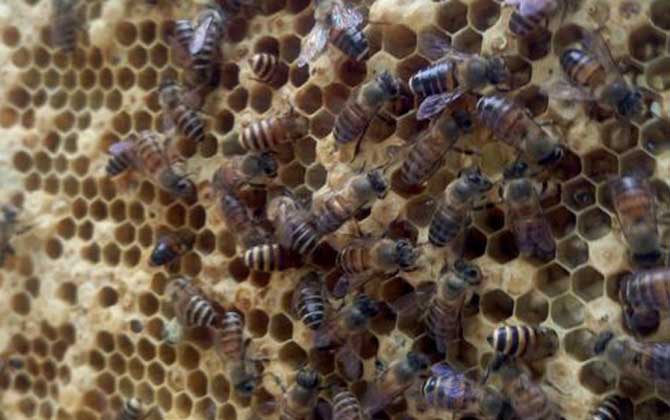 養蜂場地怎么選擇? 養蜂