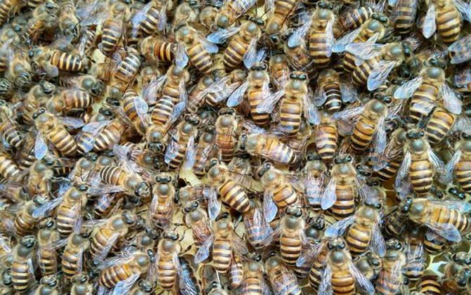 養蜂場地怎么選擇? 養蜂