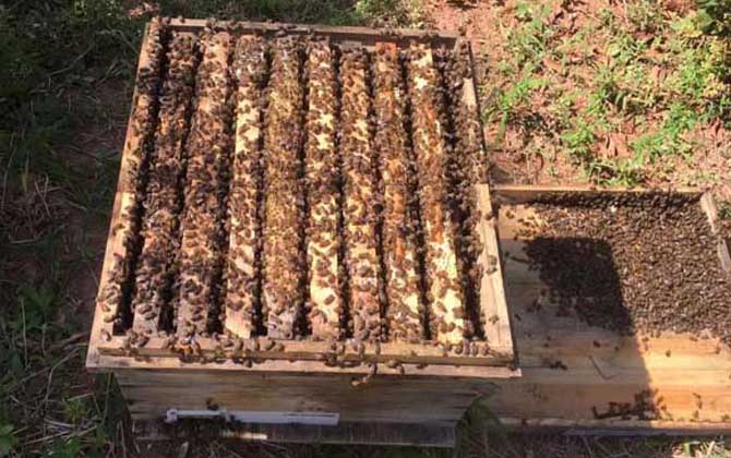 蜜蜂什么時候自然分蜂? 自然分蜂