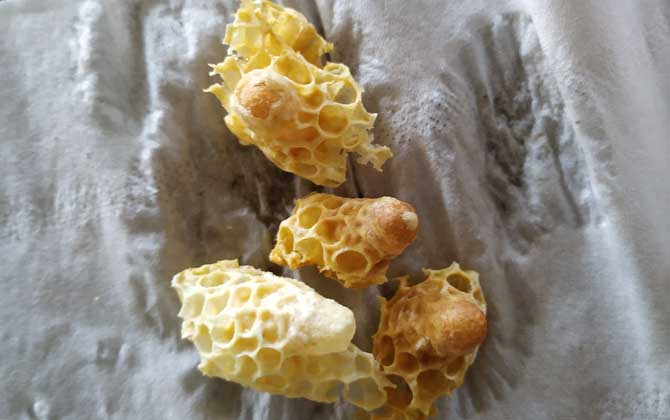 蜜蜂王臺在什么位置? 蜜蜂王臺