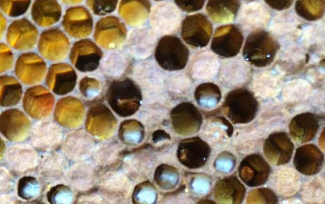 蜜蜂王臺在什么位置? 蜜蜂王臺