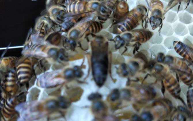養(yǎng)蜂如何解除分蜂熱? 解除分蜂熱